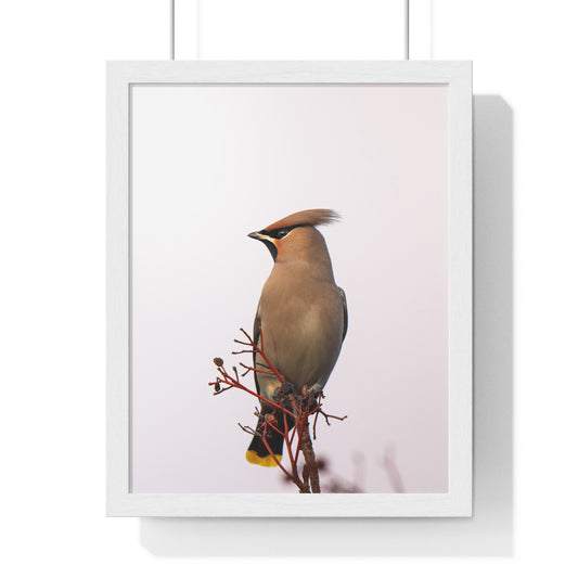 Bohemian Waxwing during sunset