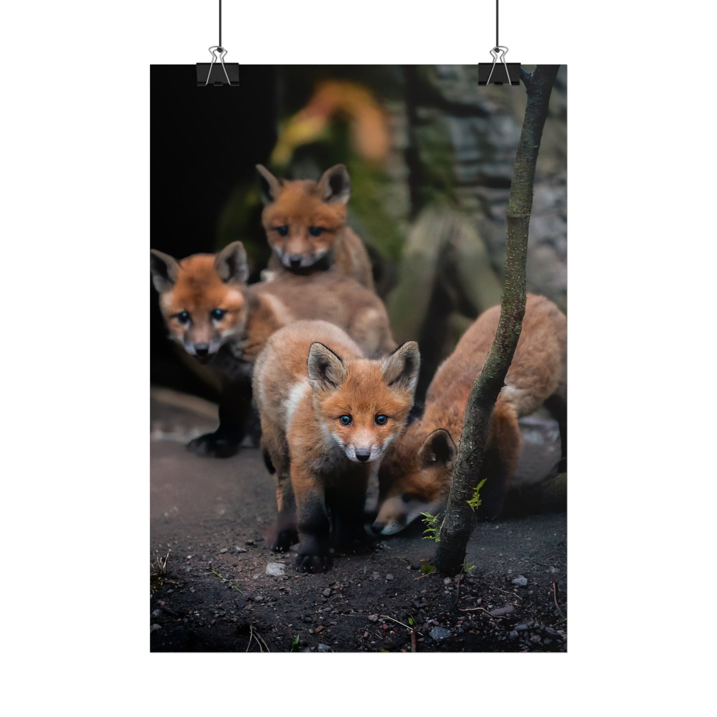 Fox Siblings Poster