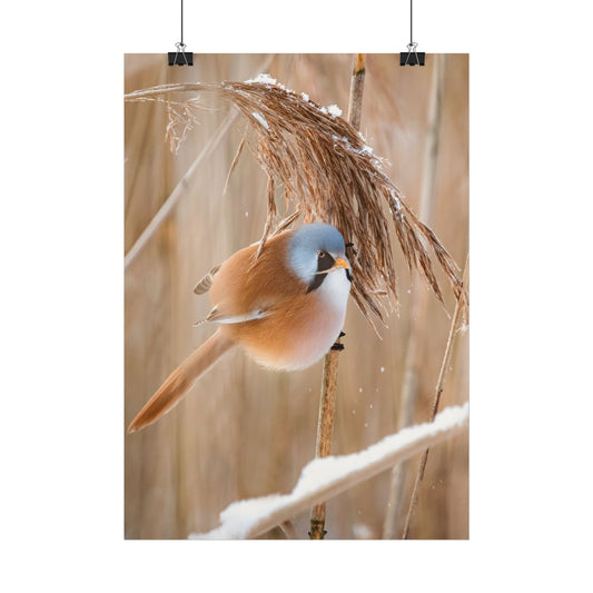 Bearded Reedling Bird Poster — Winter Wildlife Wall Art Print