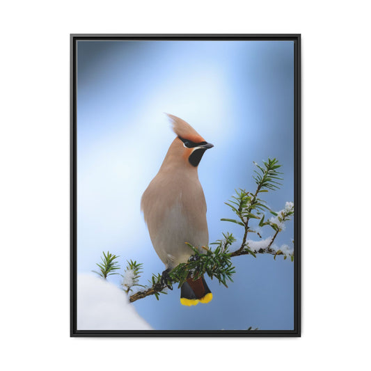 Bohemian Waxwing