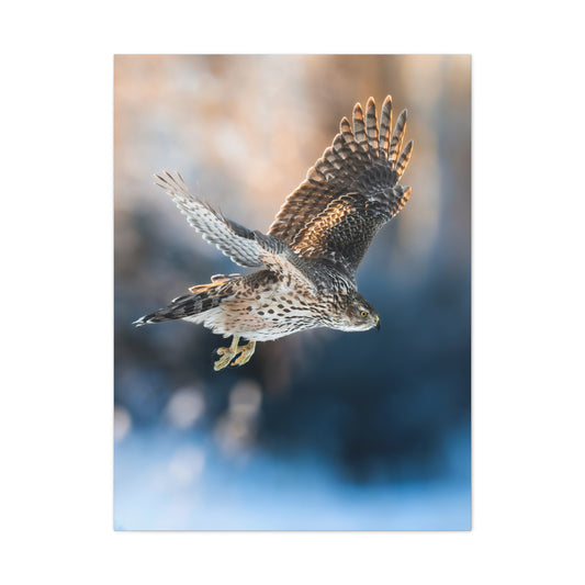 Bird of prey winter edition