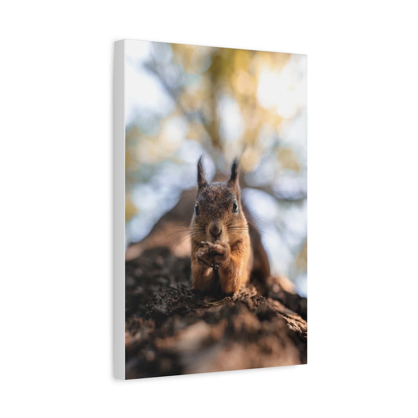 Posing Squirrel