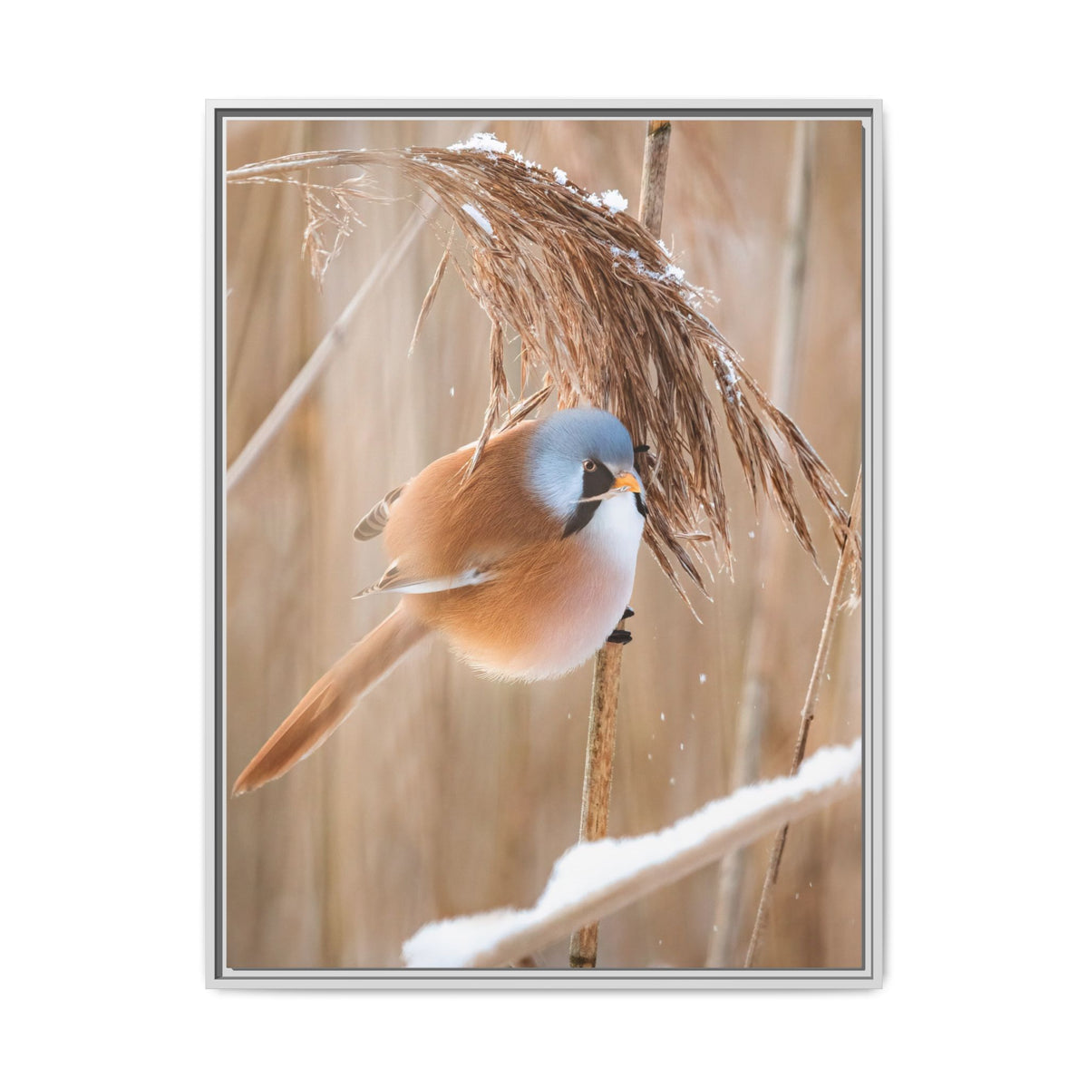 Framed Matte Canvas - Bearded Reedling Bird Photography (Winter Marsh)