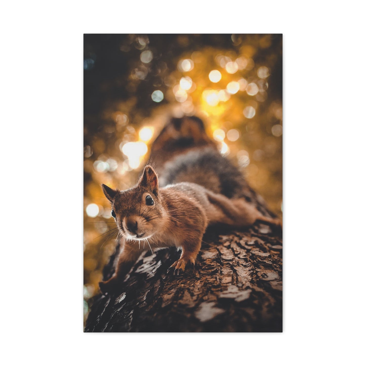 Superhero Squirrel