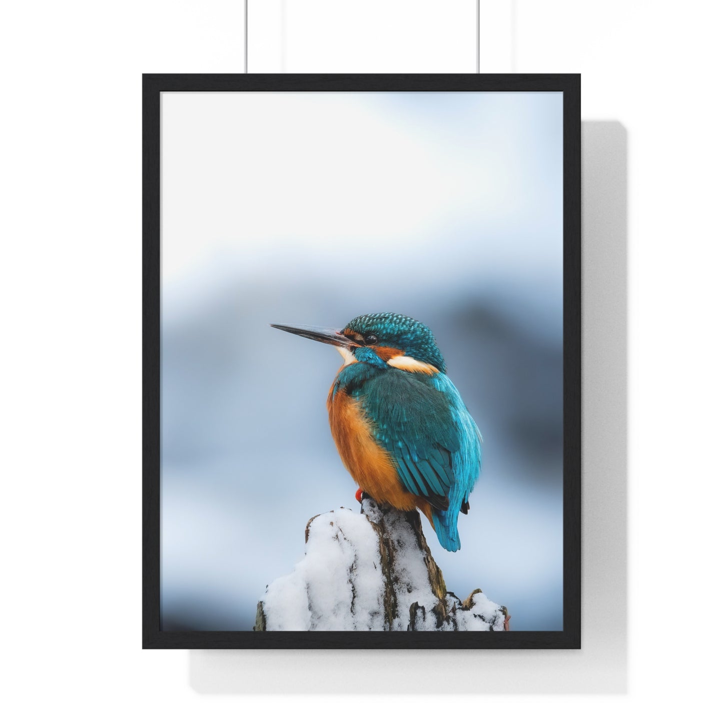 Kingfisher posing