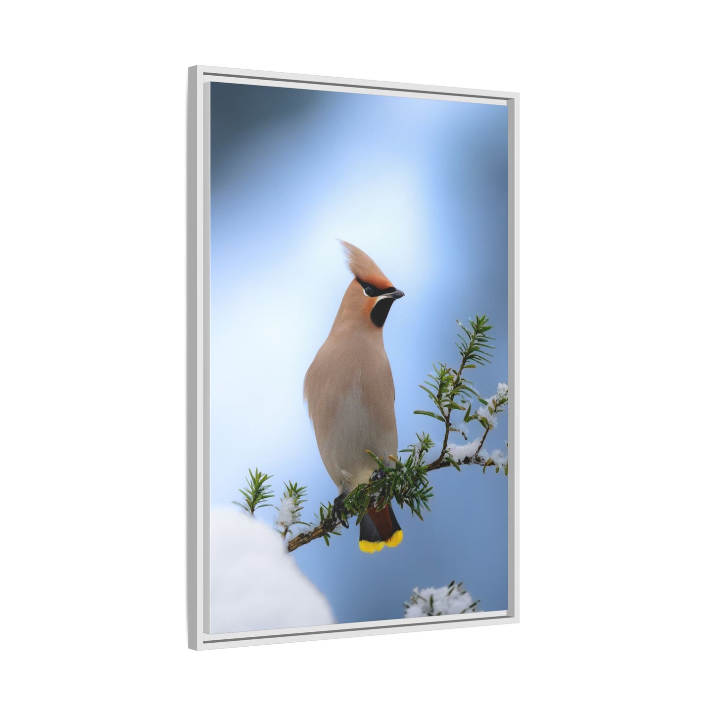 Bohemian Waxwing