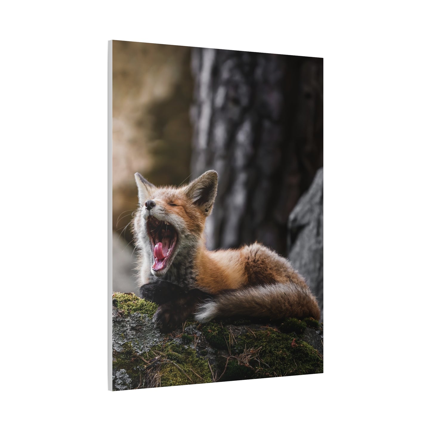 Sleepy fox