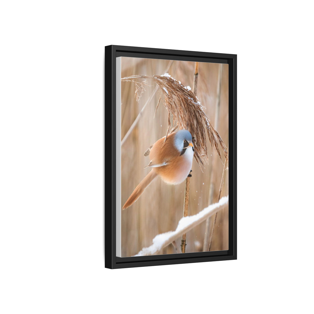 Framed Matte Canvas - Bearded Reedling Bird Photography (Winter Marsh)