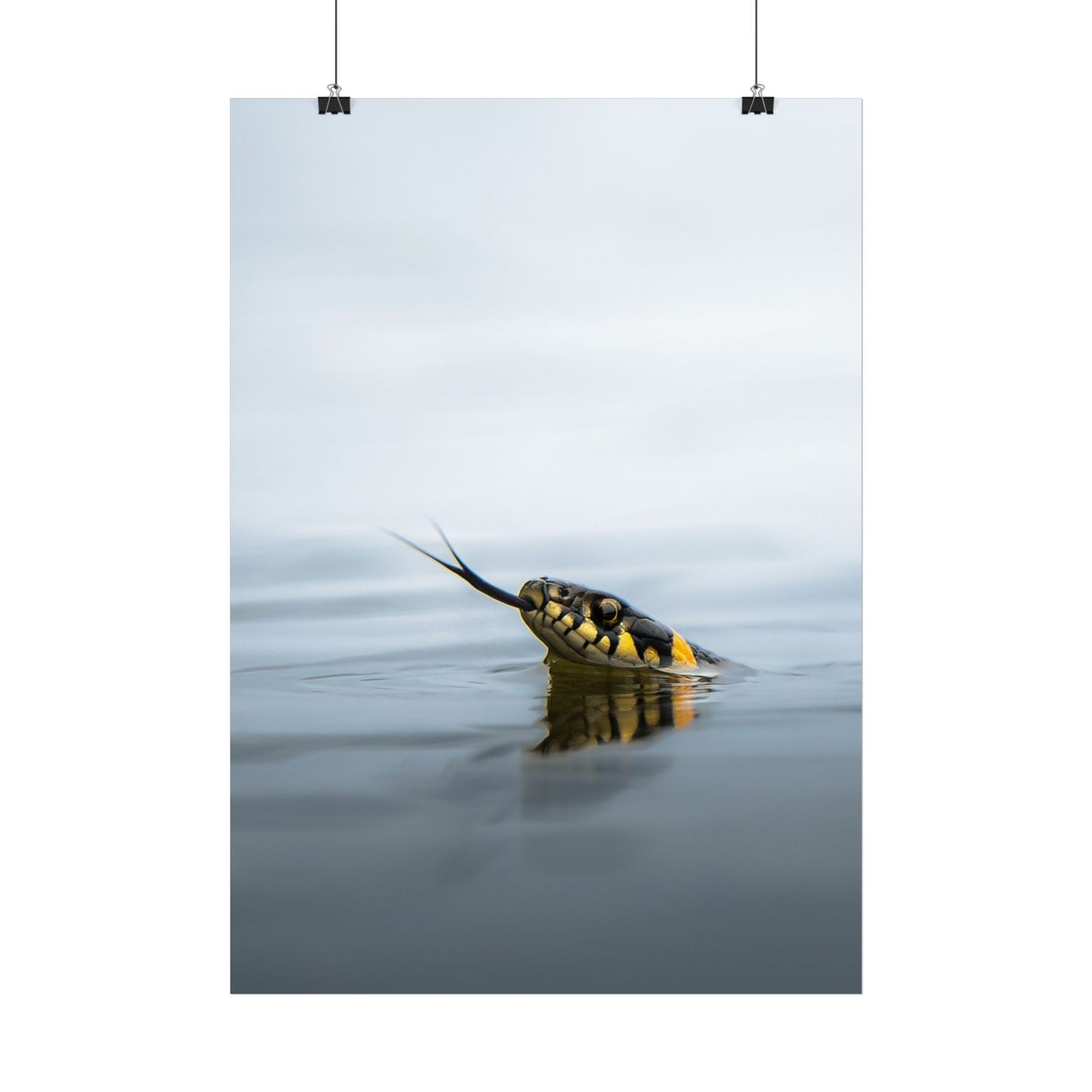 Swimming snake poster