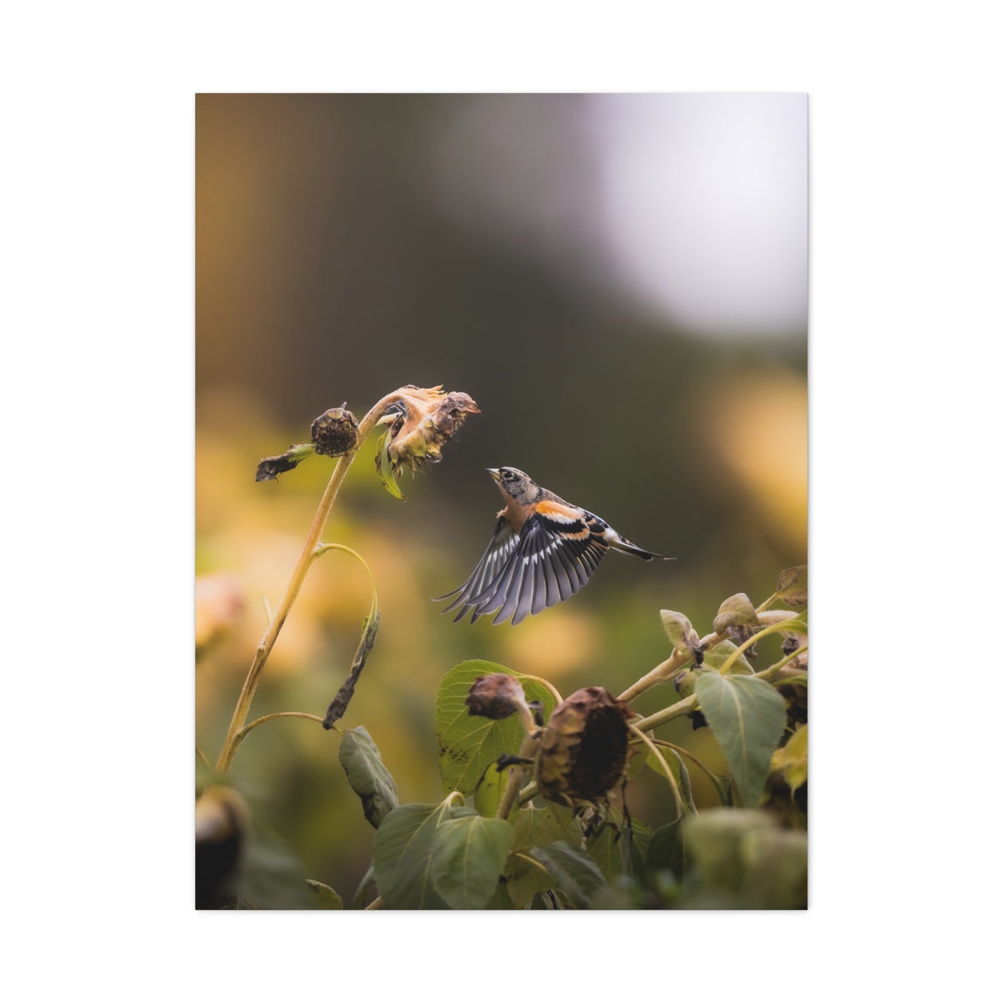 Macigal Autumn Bird