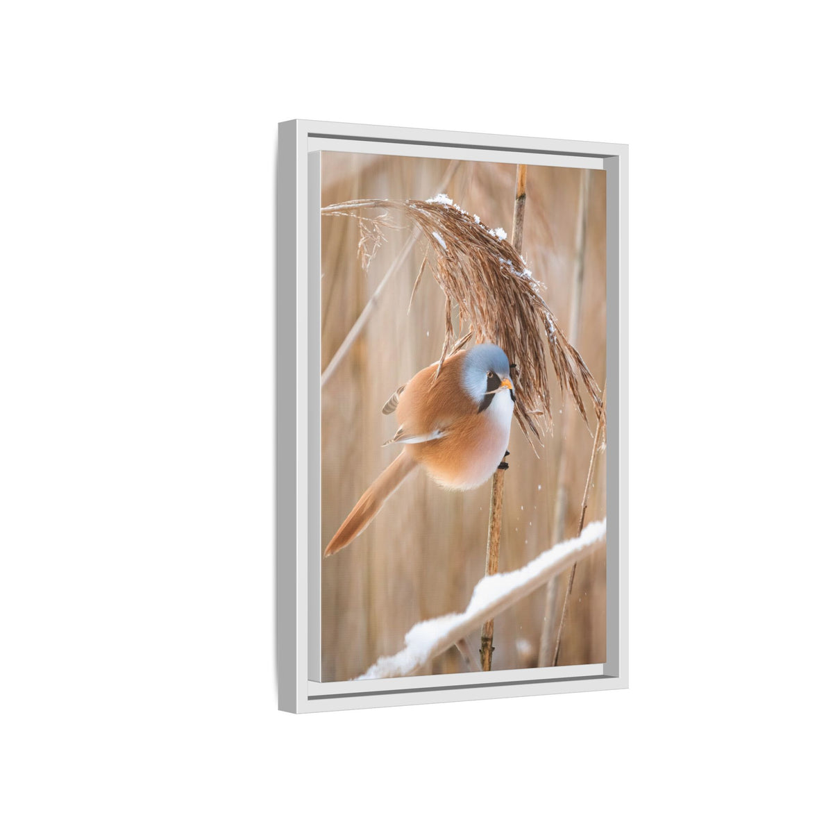 Framed Matte Canvas - Bearded Reedling Bird Photography (Winter Marsh)