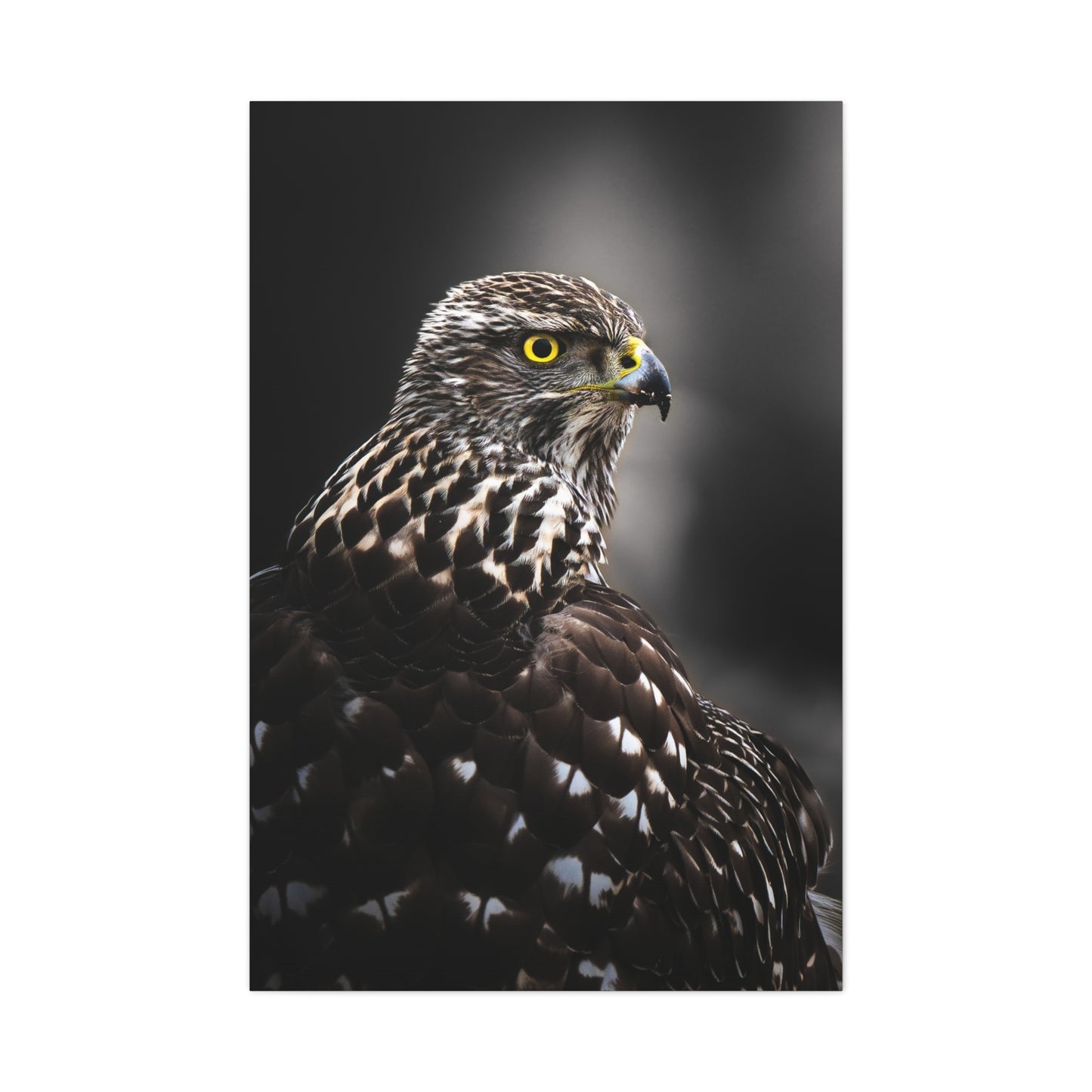 Close up Goshawk