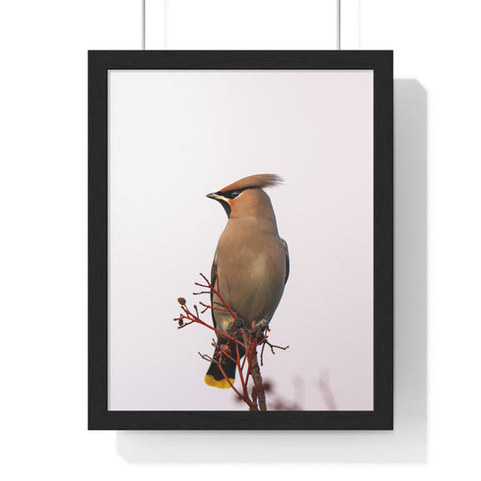 Bohemian Waxwing during sunset
