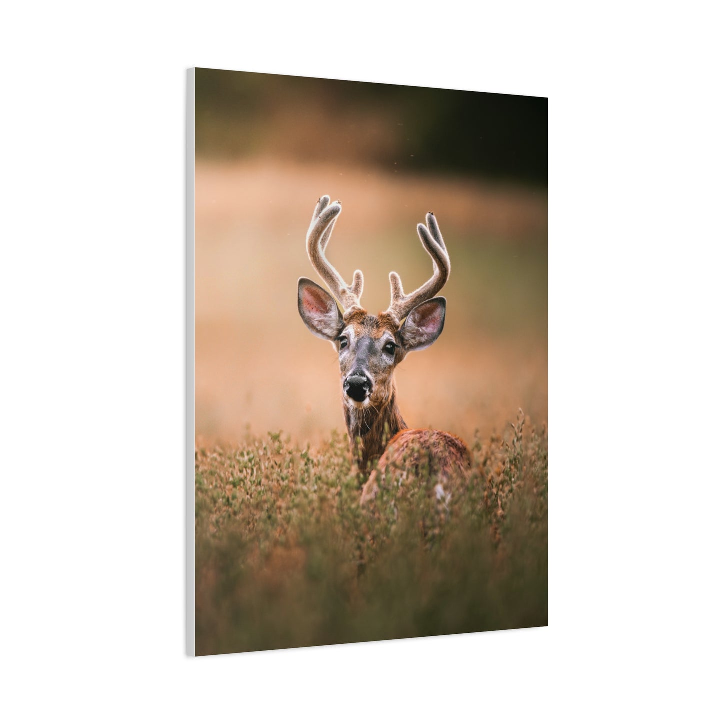 Crown Deer