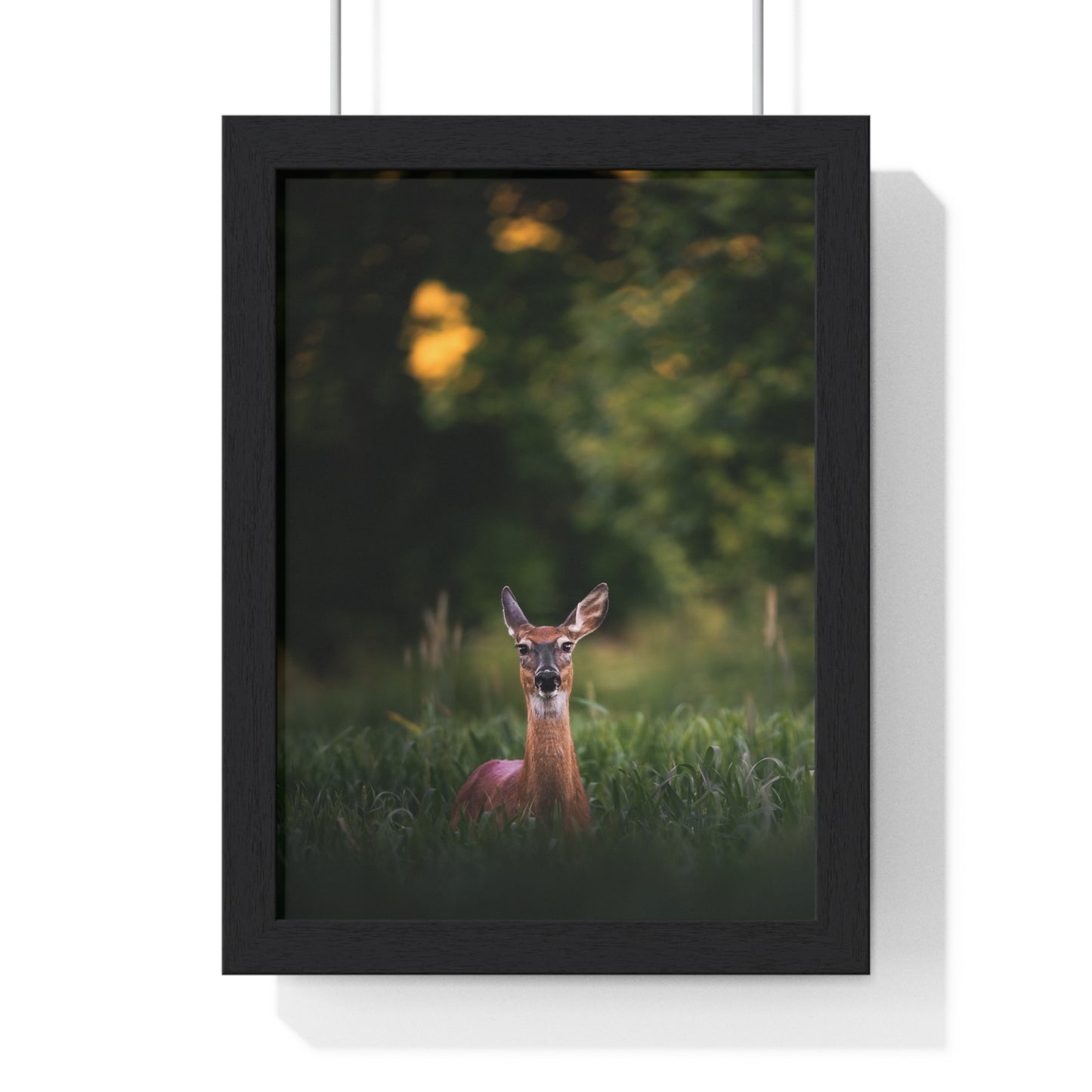 Midsummer Deer