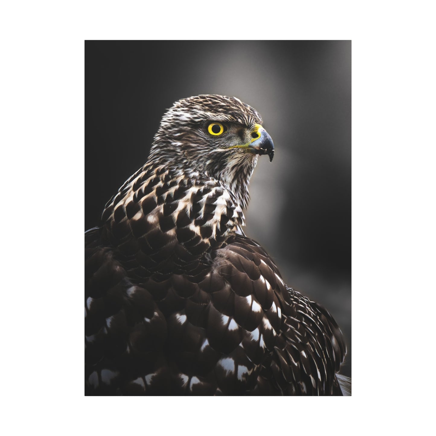 Close up Goshawk