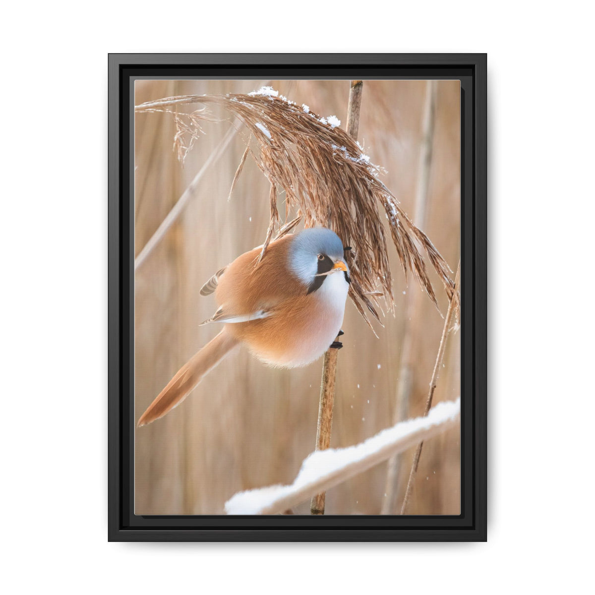 Framed Matte Canvas - Bearded Reedling Bird Photography (Winter Marsh)