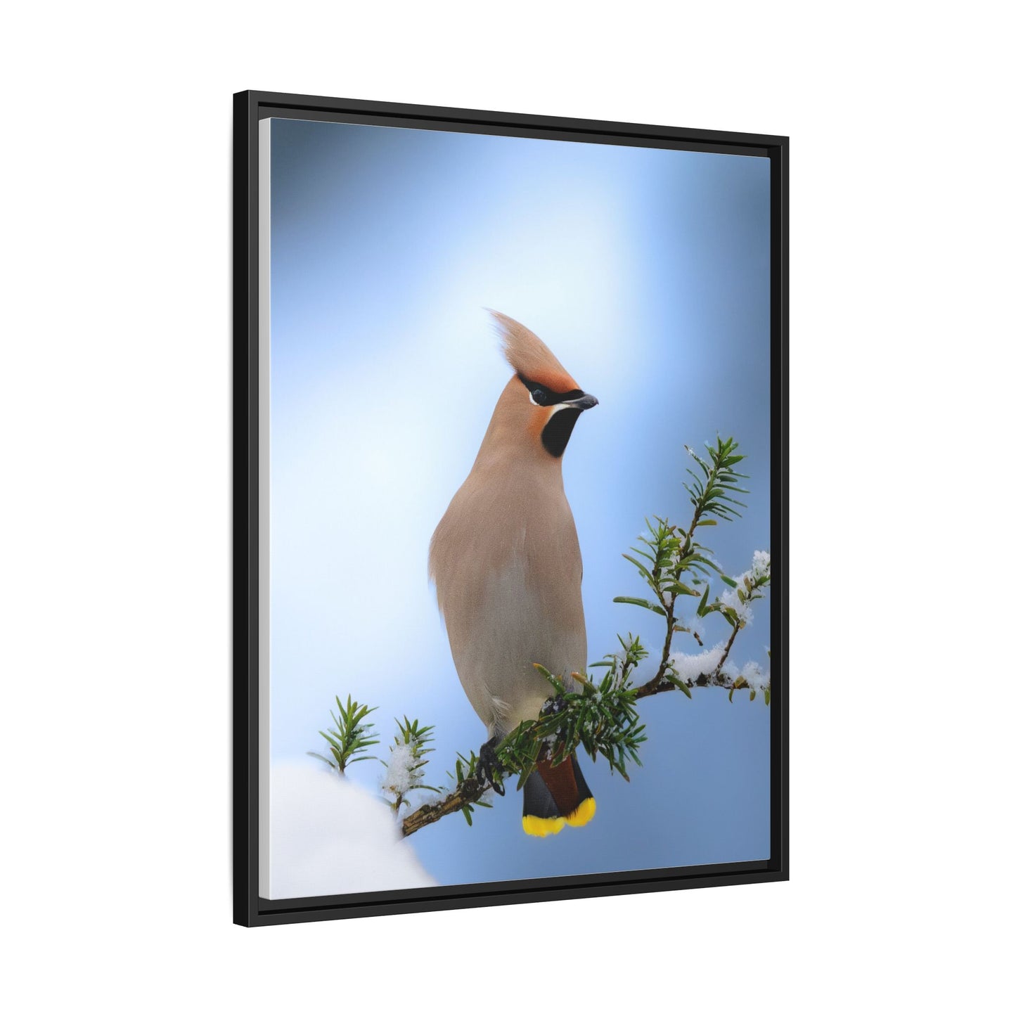 Bohemian Waxwing