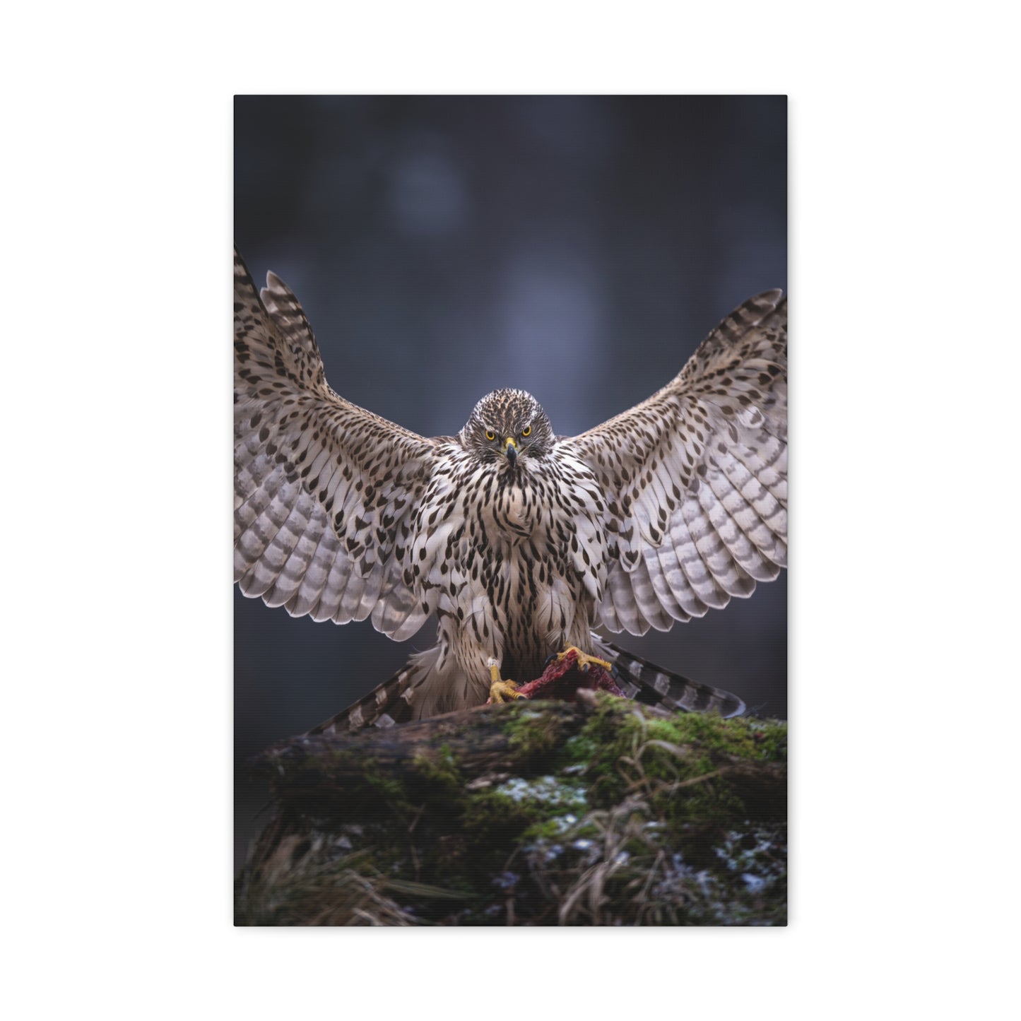Majestic Bird of prey