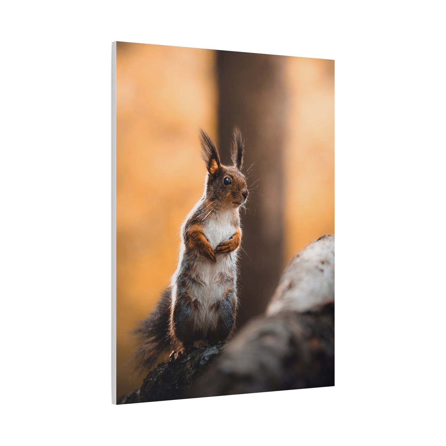 Momma Squirrel