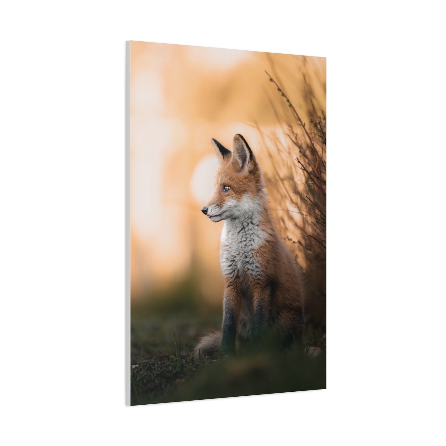 Sunset Fox