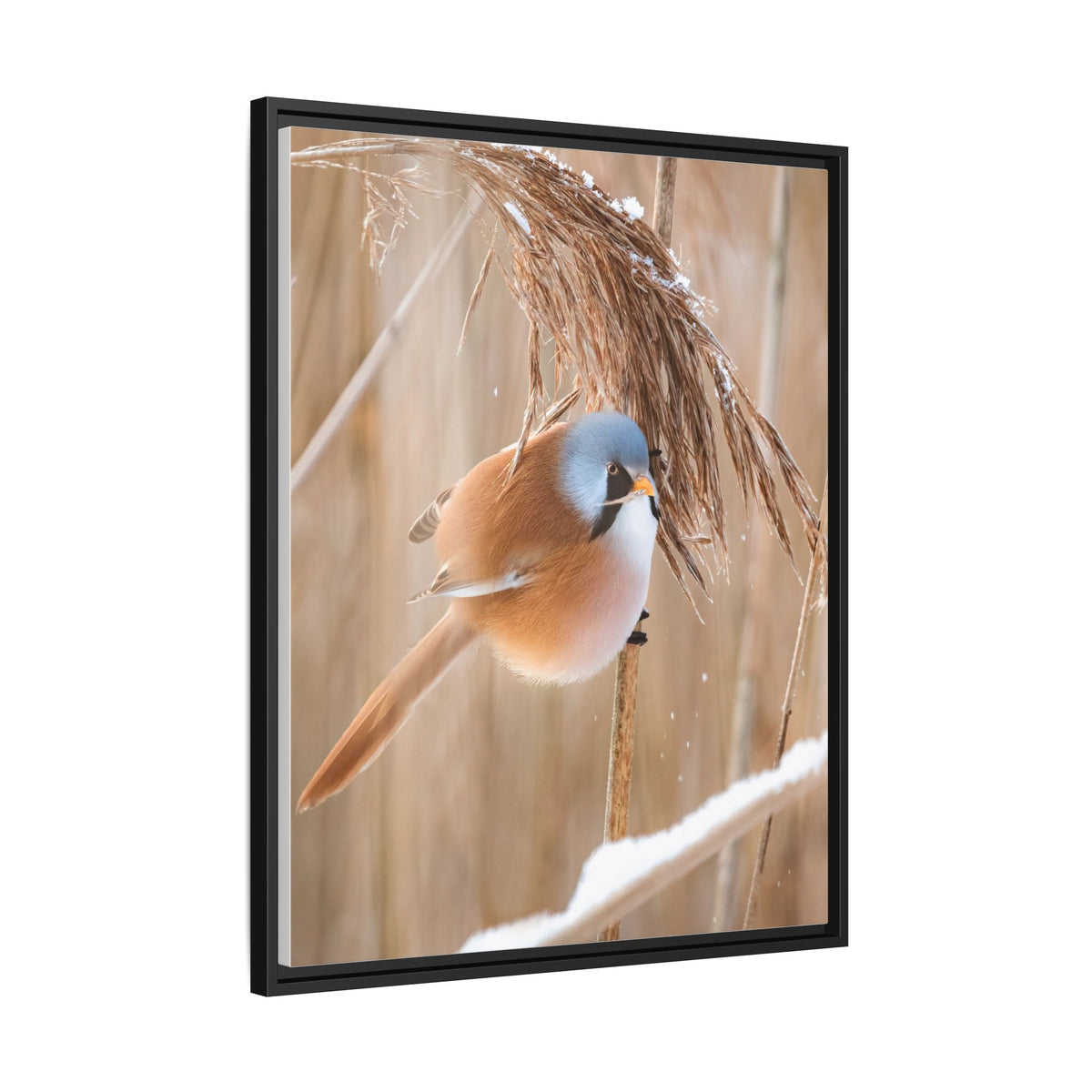 Framed Matte Canvas - Bearded Reedling Bird Photography (Winter Marsh)