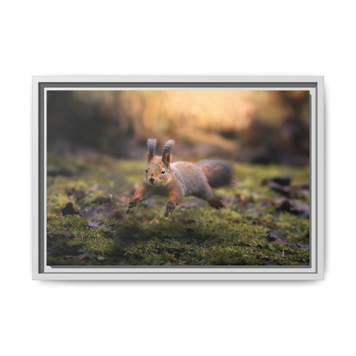 Framed Matte Canvas – Red Squirrel in Mossy Forest Wall Art