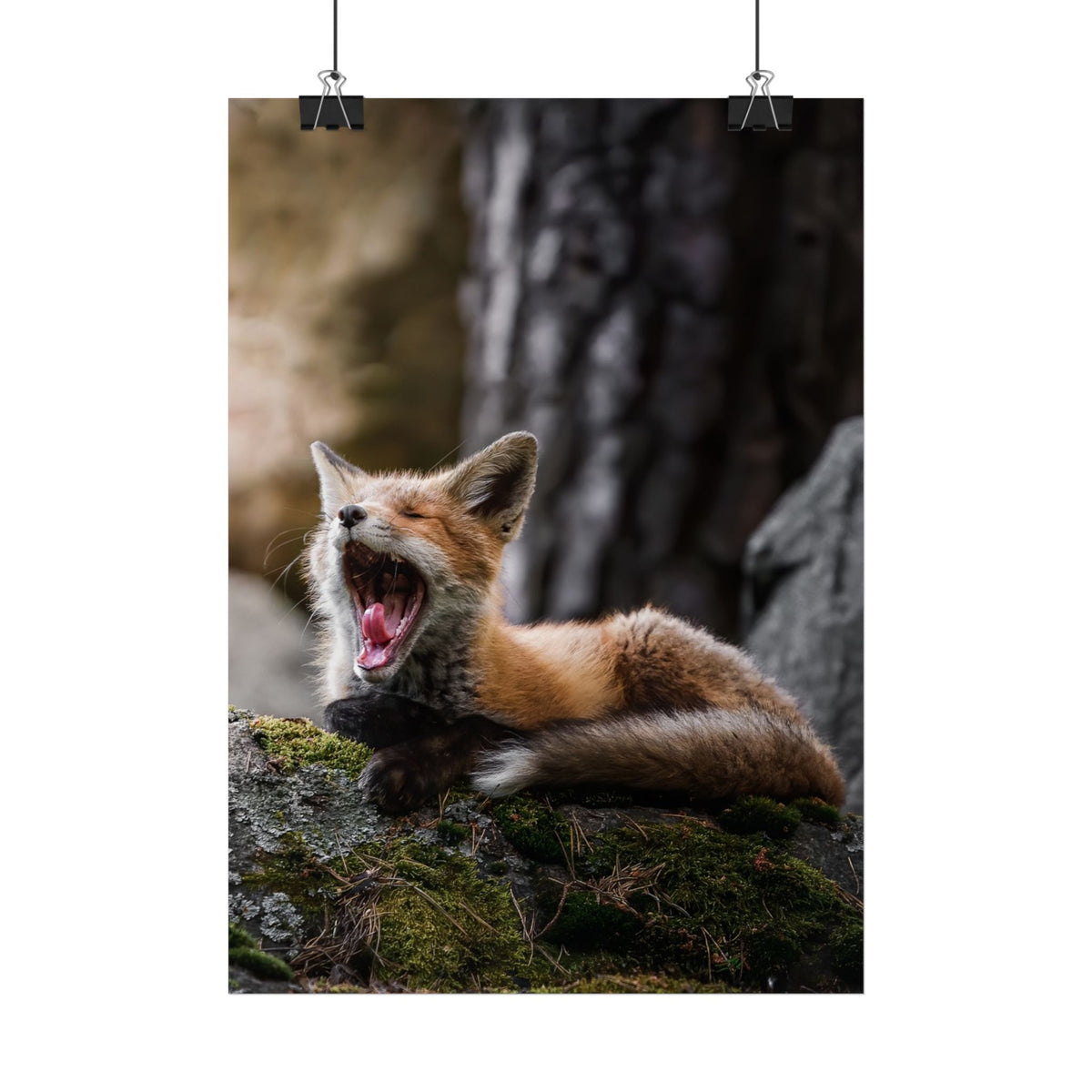 Yawning Fox Poster – Woodland Wildlife Wall Art