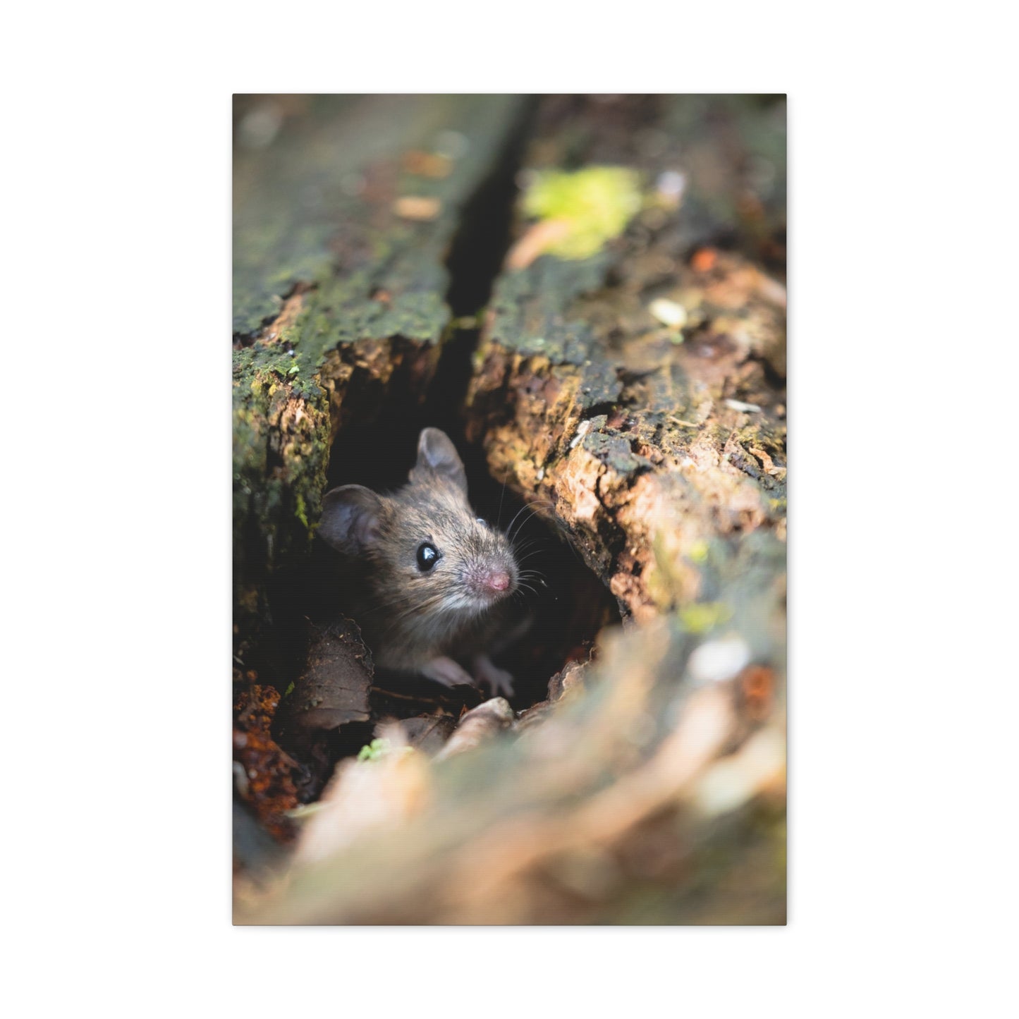 Peek-A-Boo