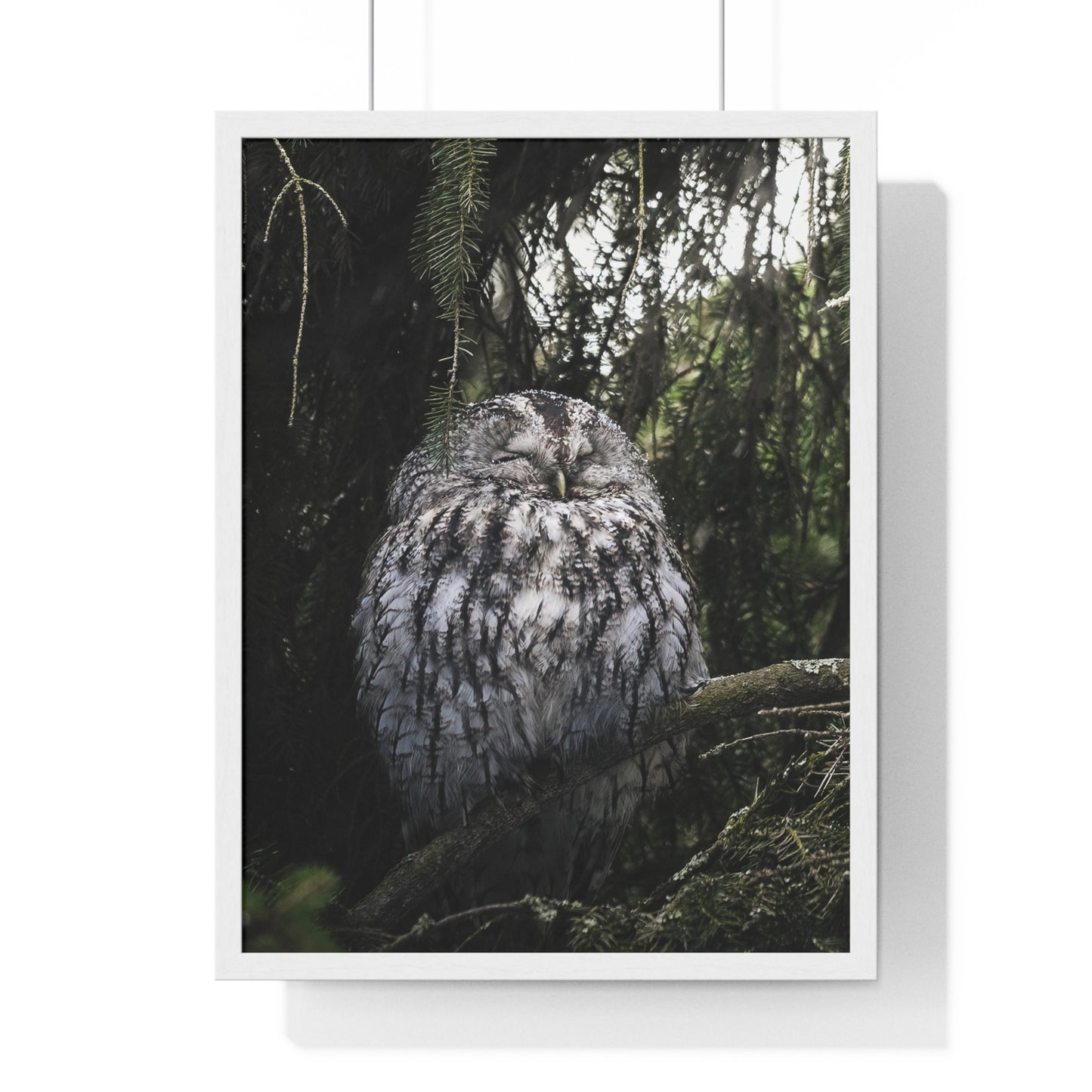 Sleepy Tawny Owl