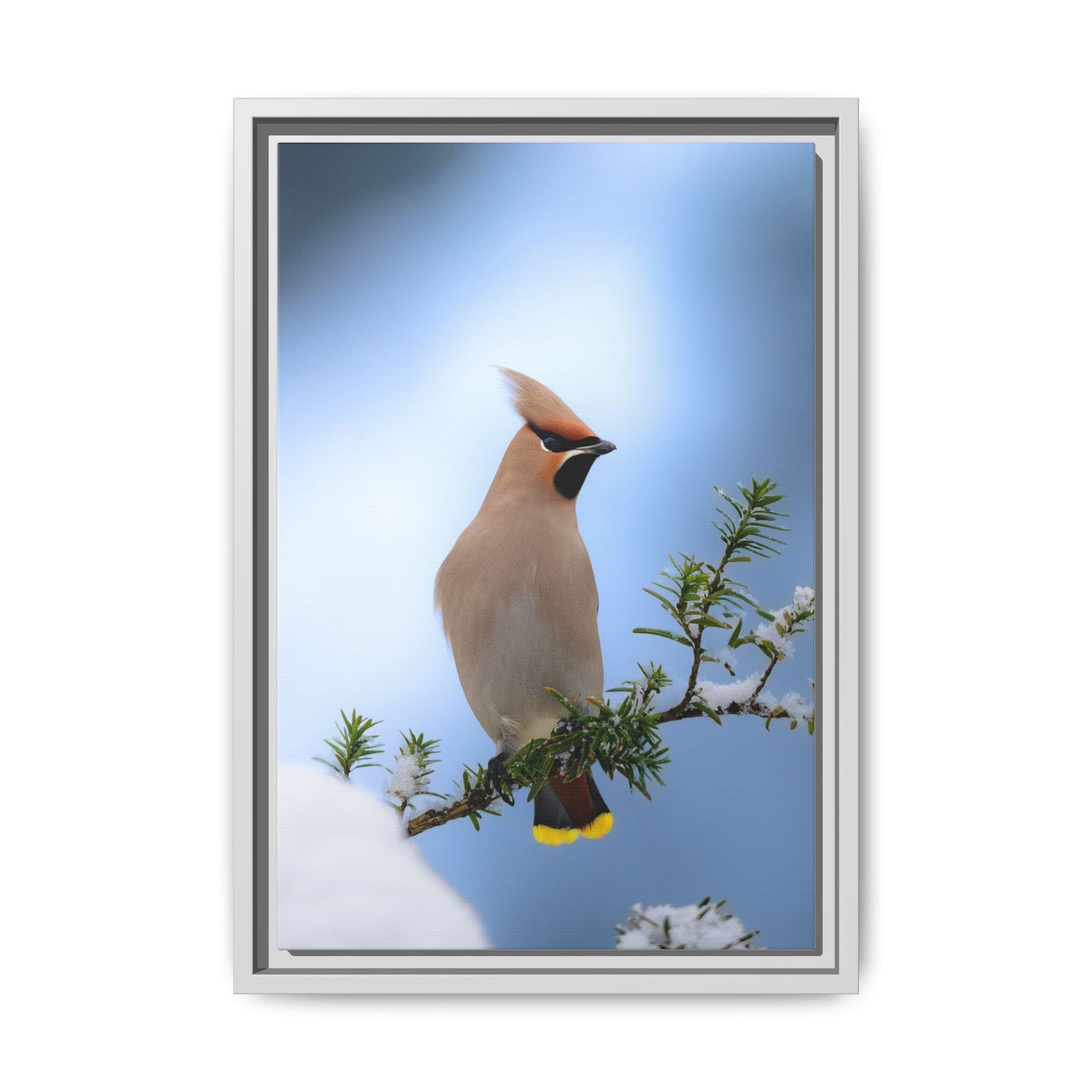 Bohemian Waxwing