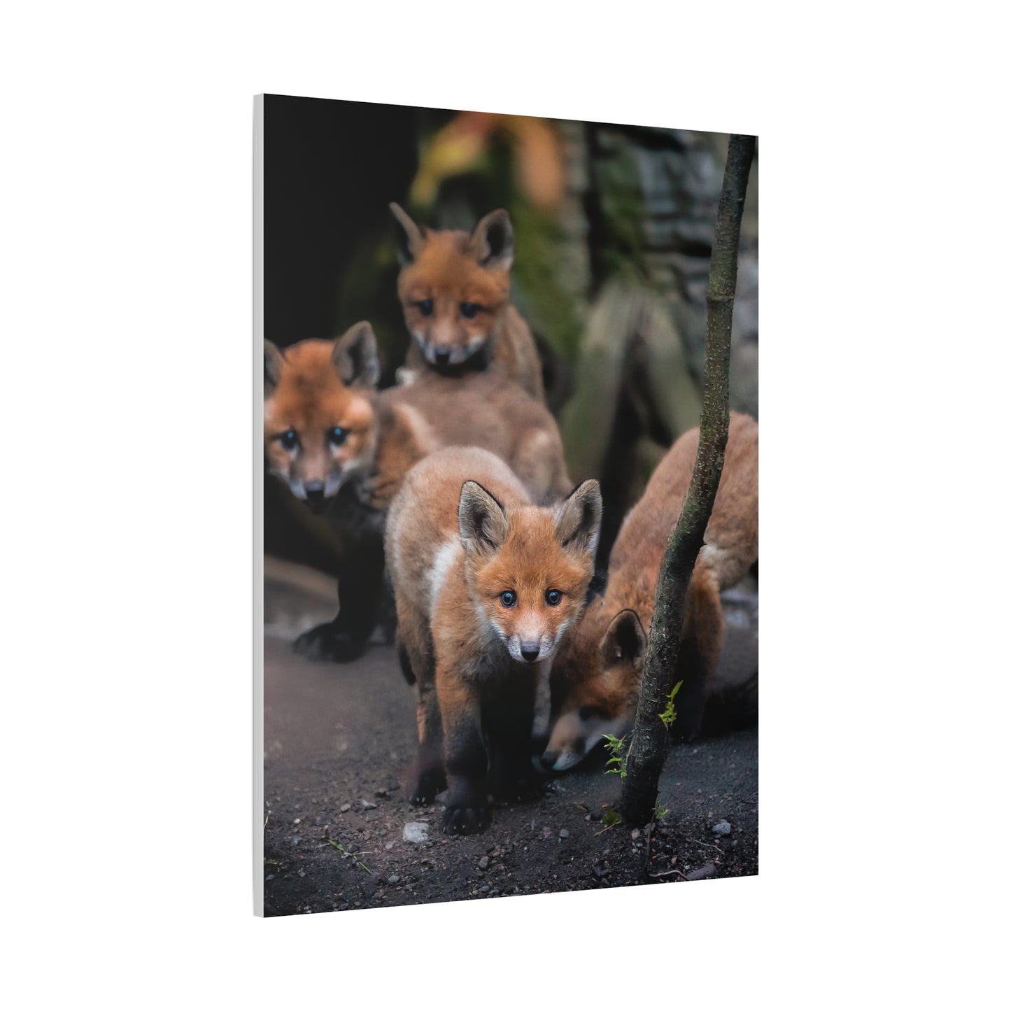 Fox Siblings