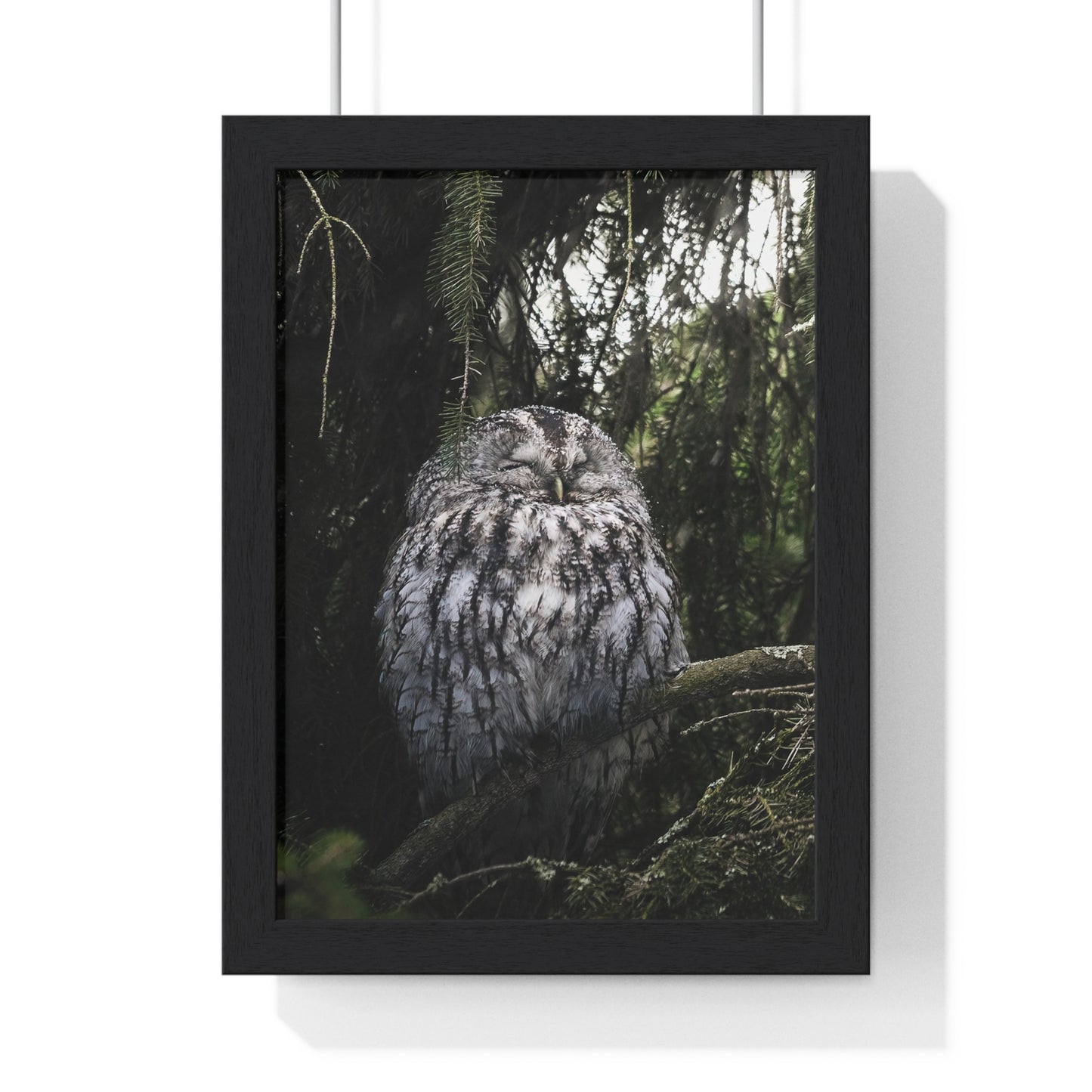 Sleepy Tawny Owl