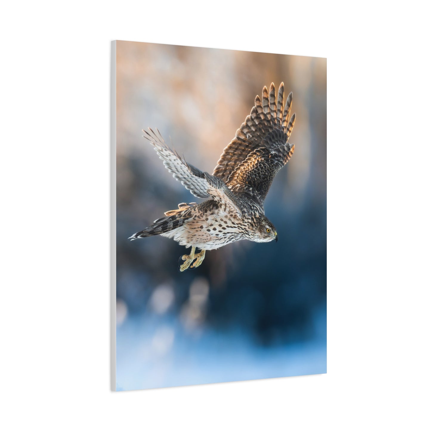 Bird of prey winter edition