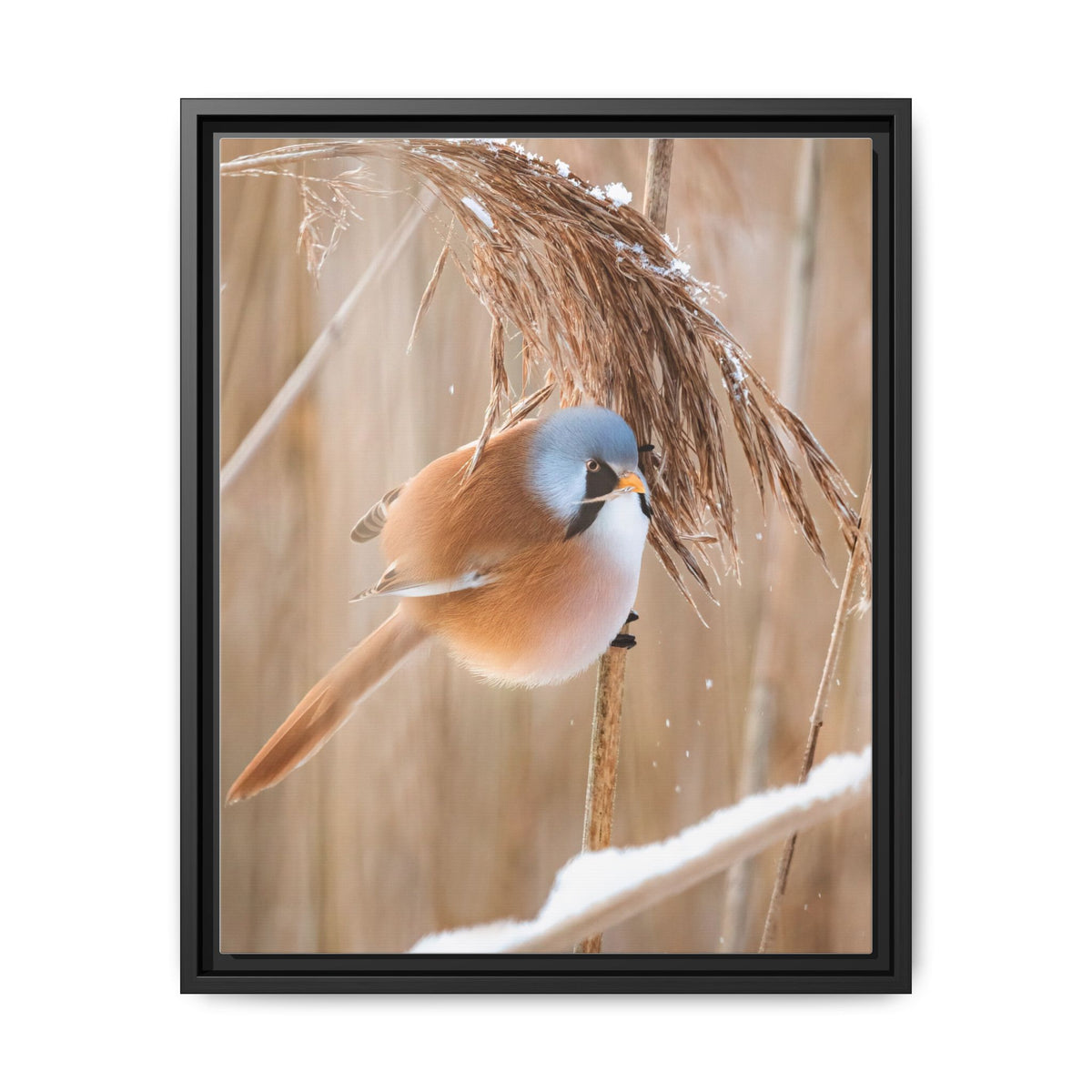 Framed Matte Canvas - Bearded Reedling Bird Photography (Winter Marsh)