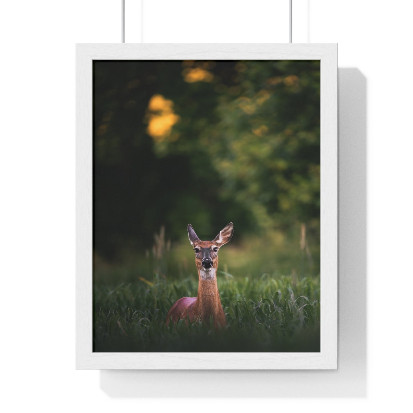 Midsummer Deer