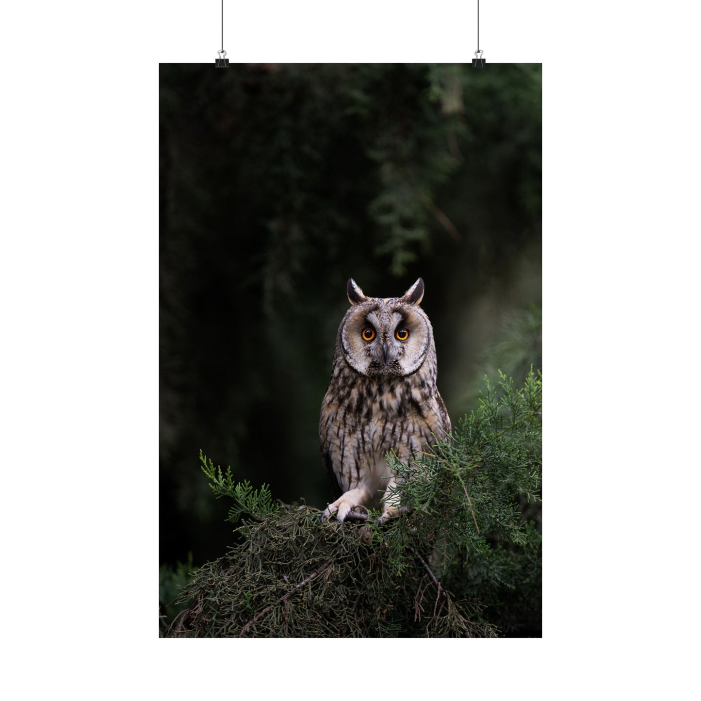 Long-eared Owl