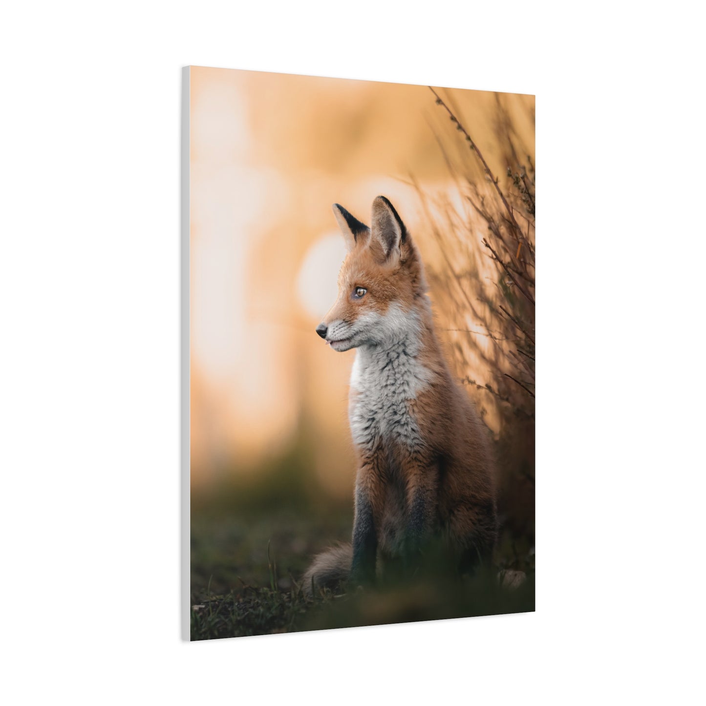 Sunset Fox