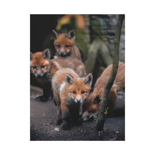 Fox Siblings