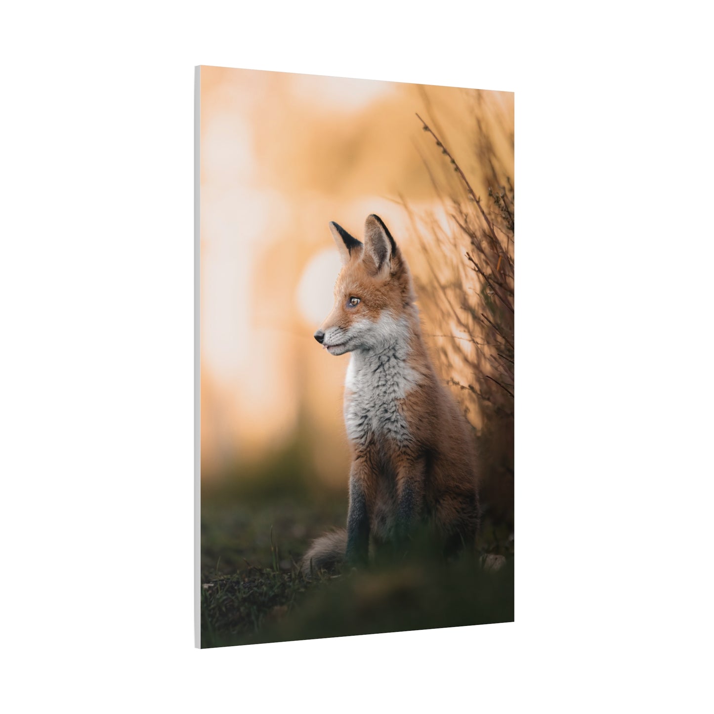Sunset Fox