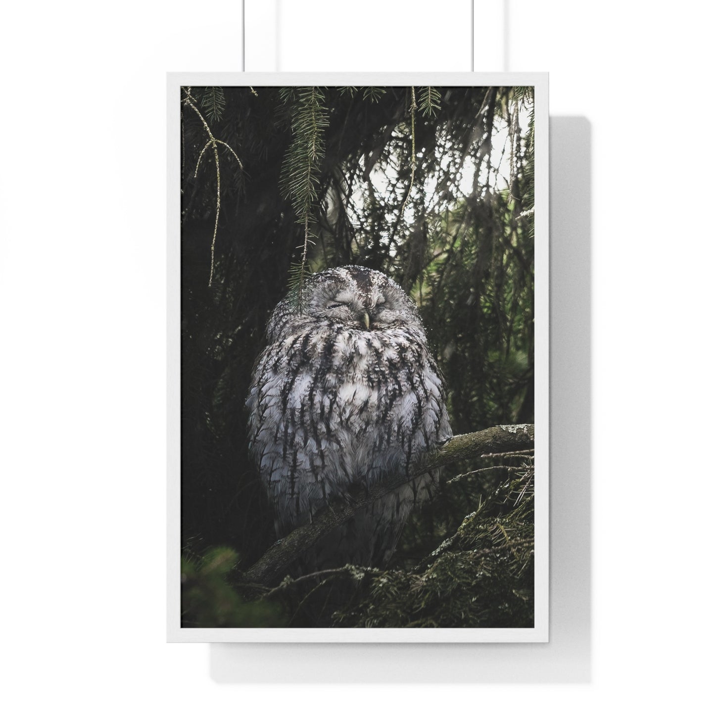 Sleepy Tawny Owl
