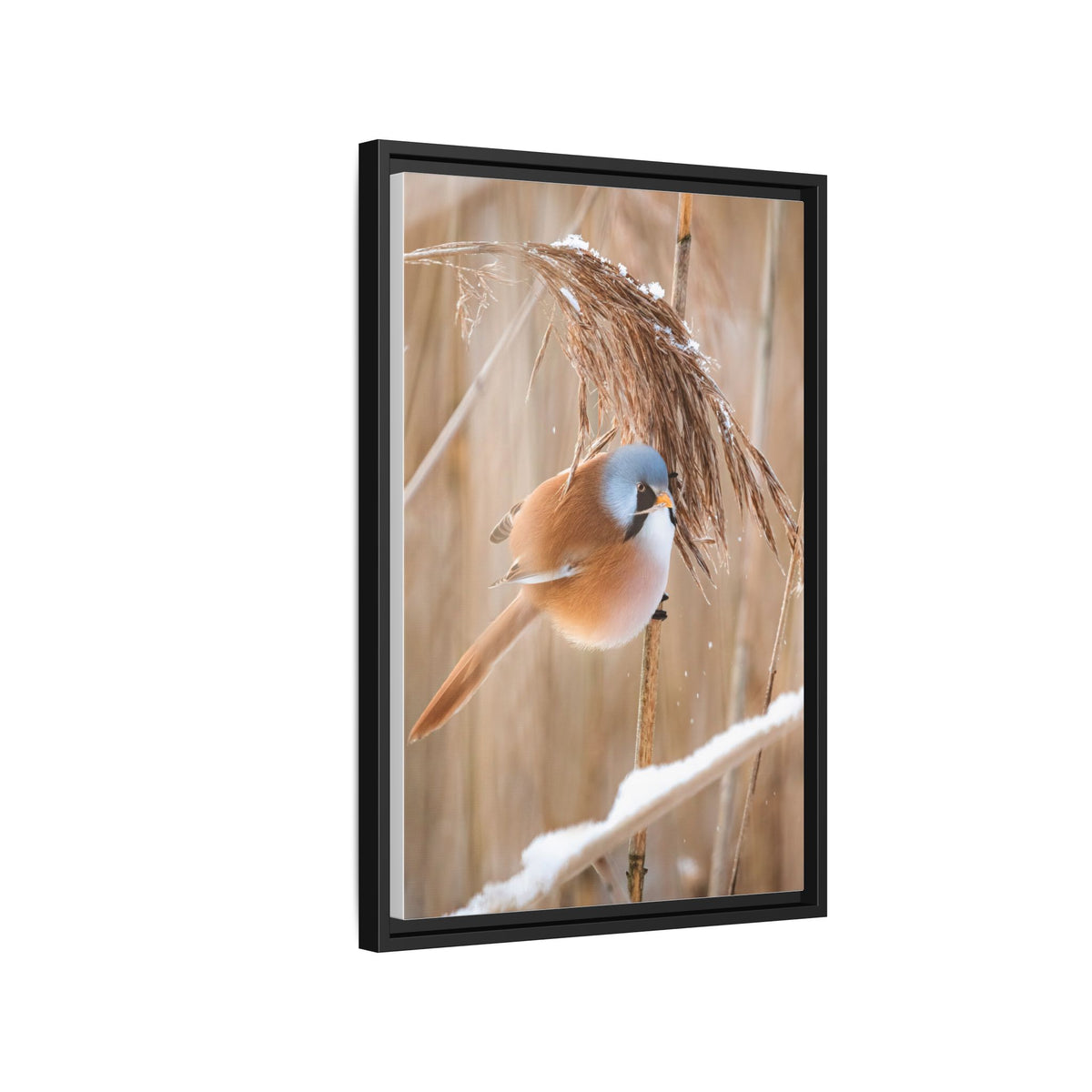 Framed Matte Canvas - Bearded Reedling Bird Photography (Winter Marsh)