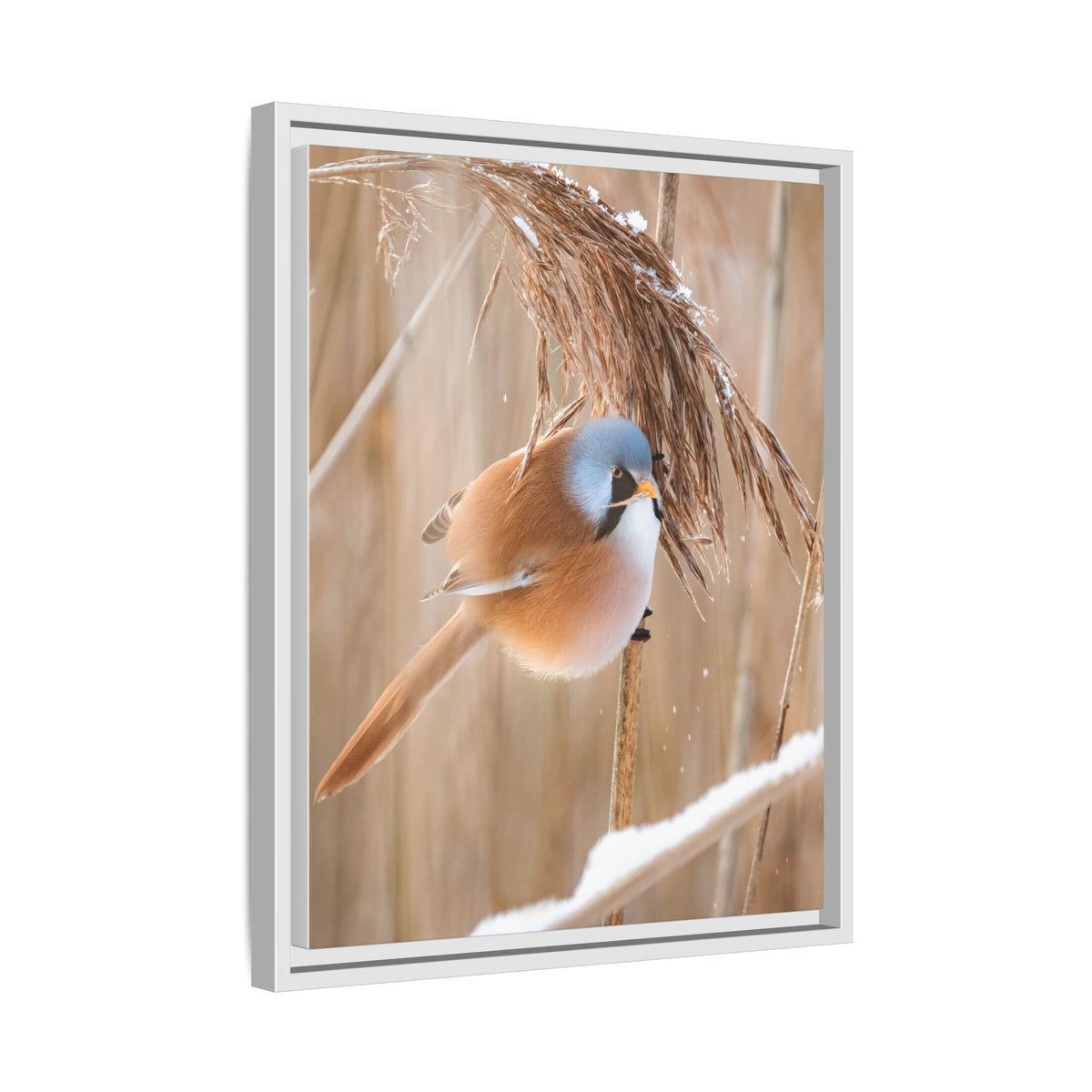 Framed Matte Canvas - Bearded Reedling Bird Photography (Winter Marsh)