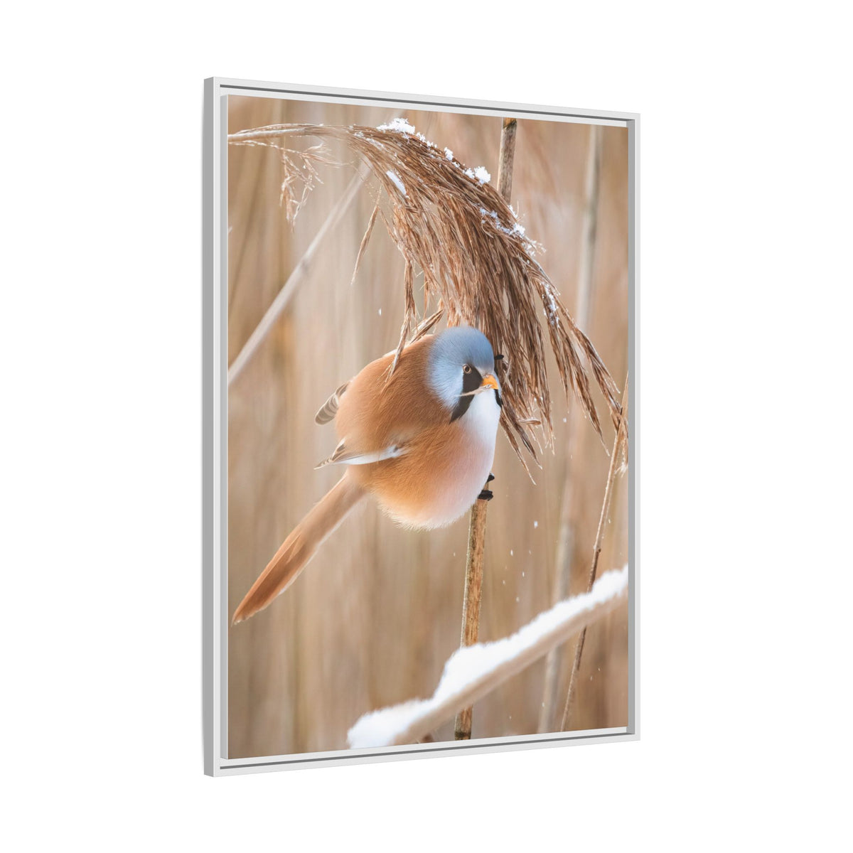 Framed Matte Canvas - Bearded Reedling Bird Photography (Winter Marsh)
