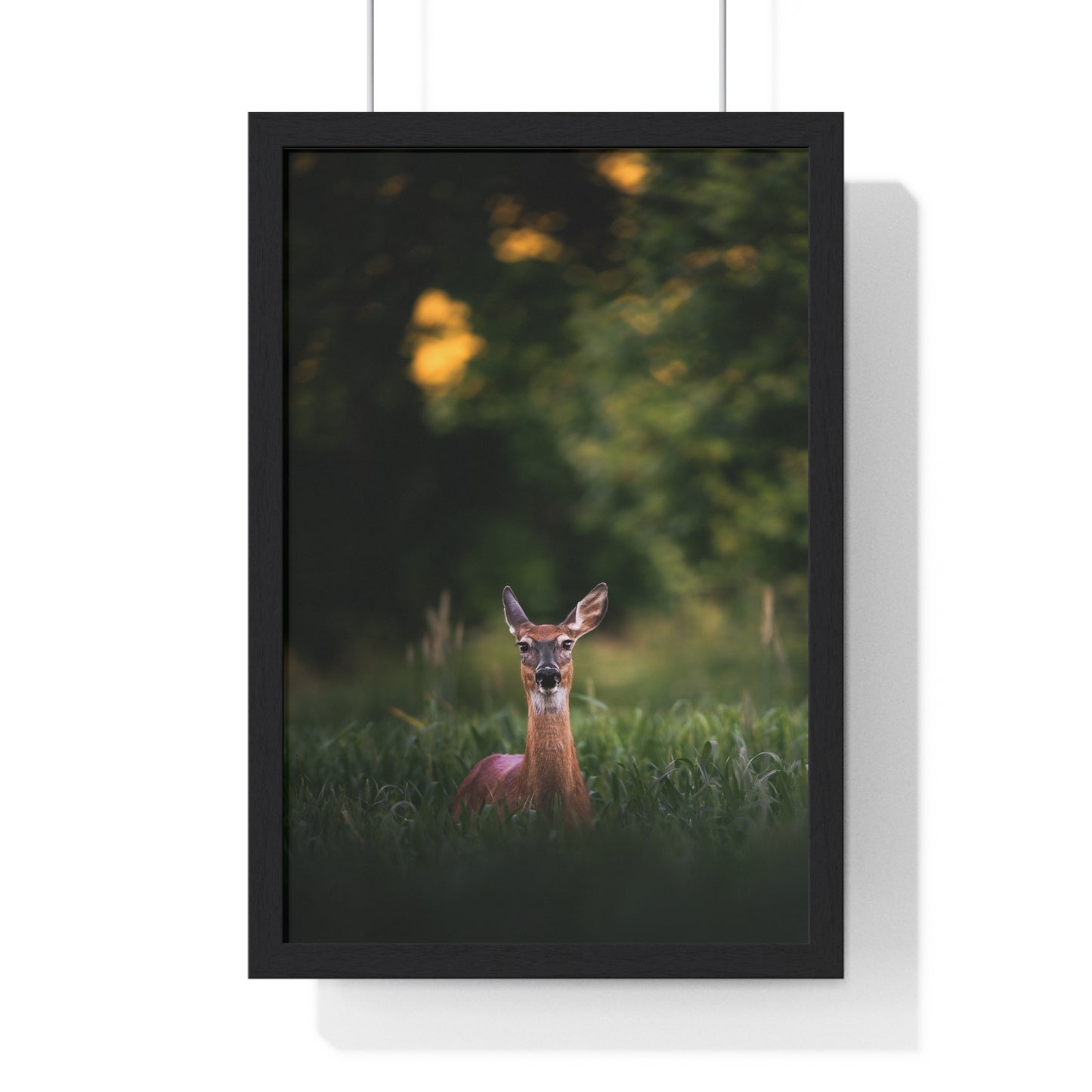 Midsummer Deer