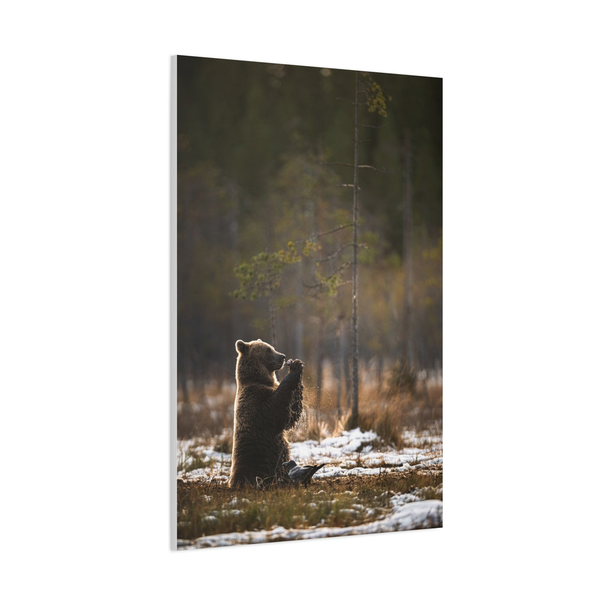 Praying Bear