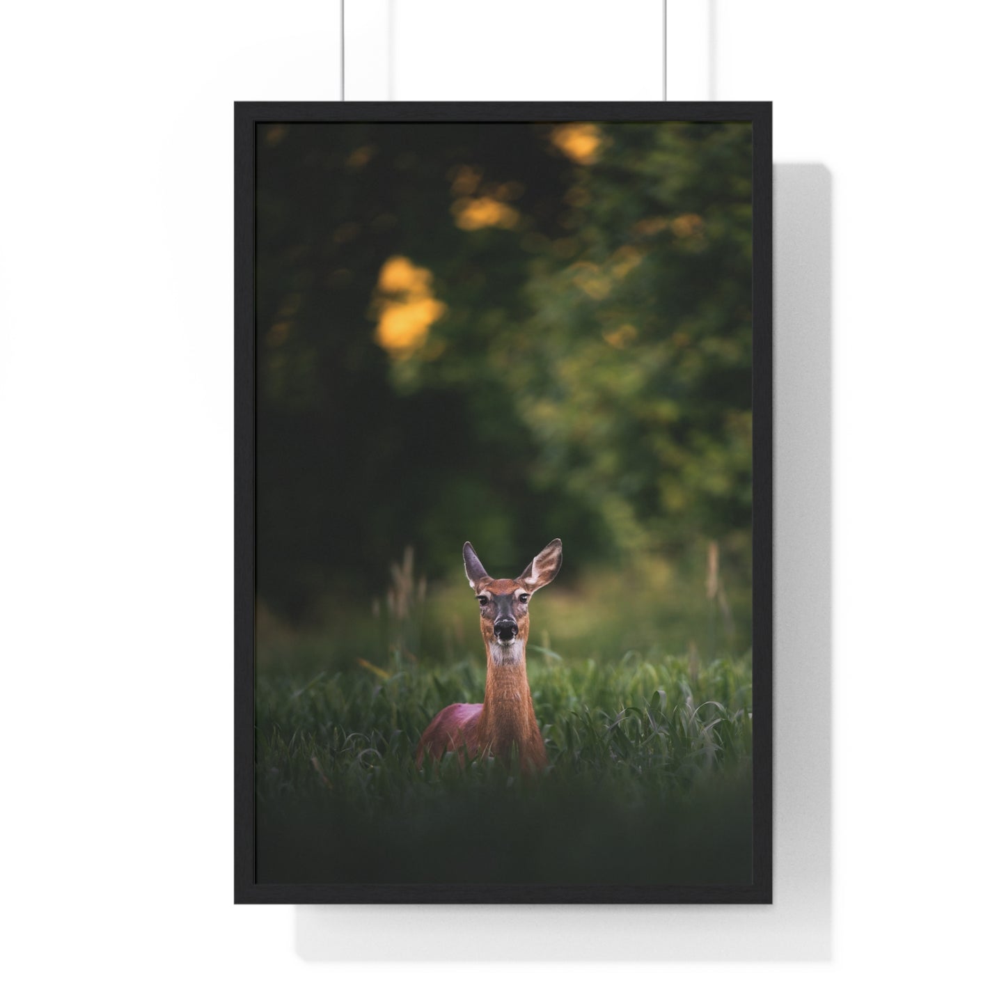 Midsummer Deer