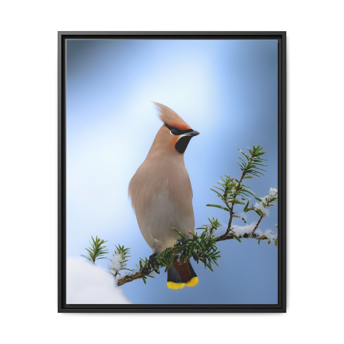 Bohemian Waxwing