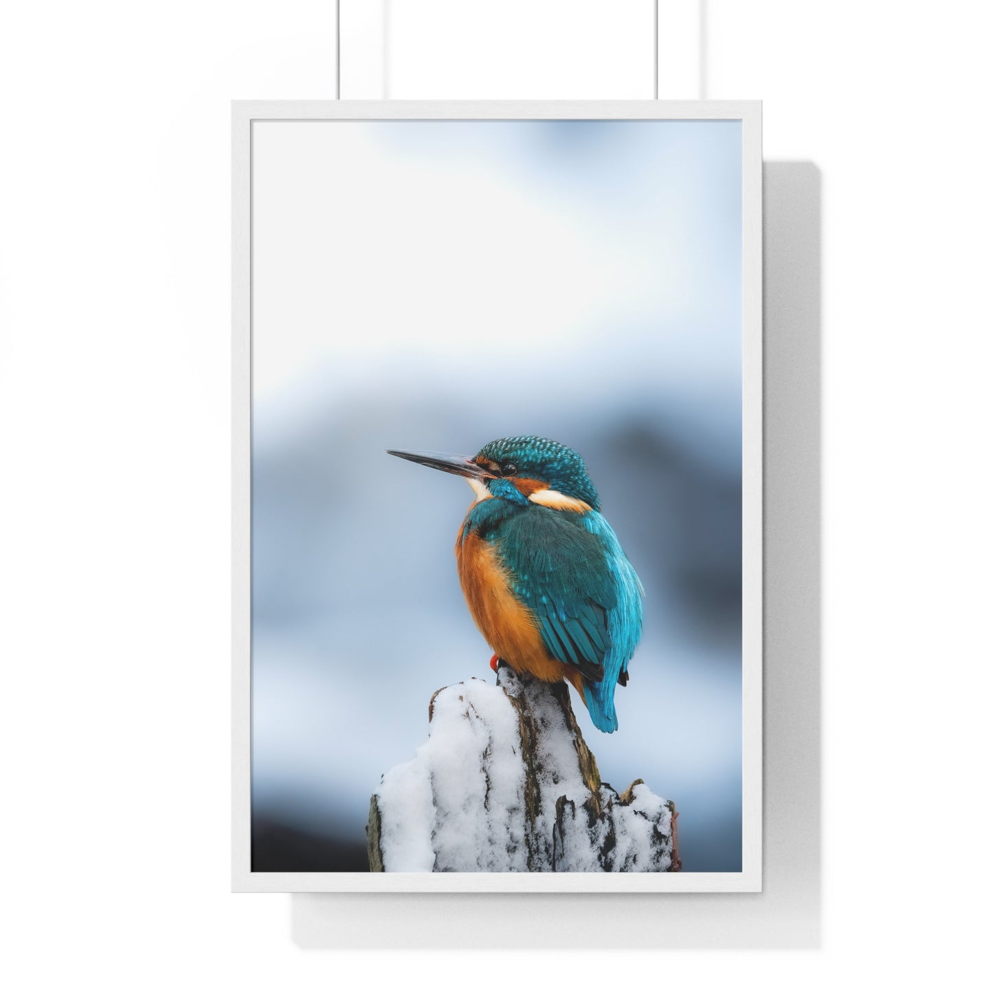 Kingfisher posing