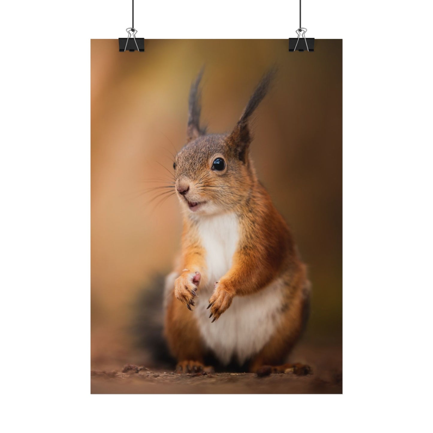 Curious squirrel poster